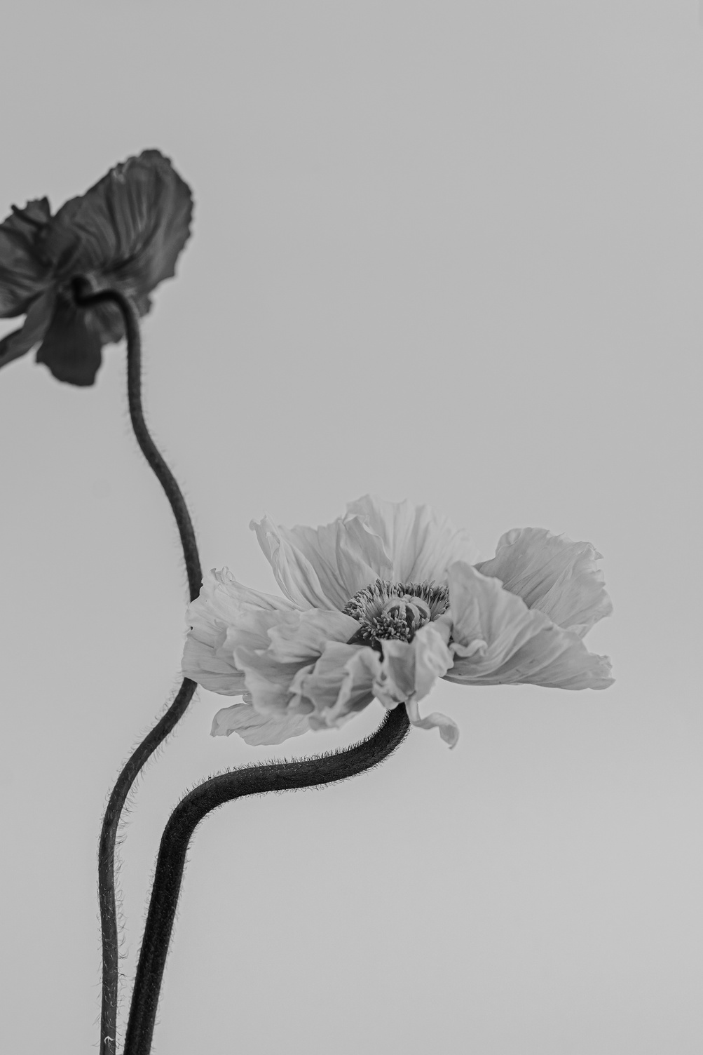 Black and White Poppy Flowers